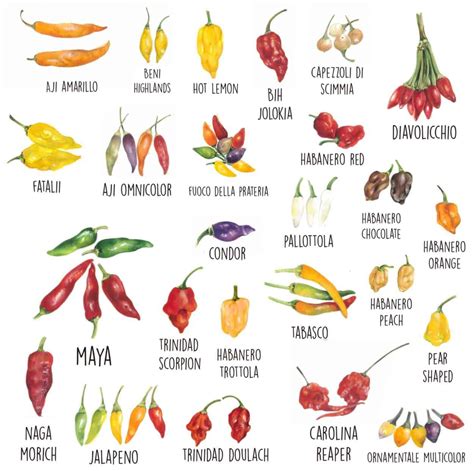 Peperoncino fresco e spezie per un tocco piccante